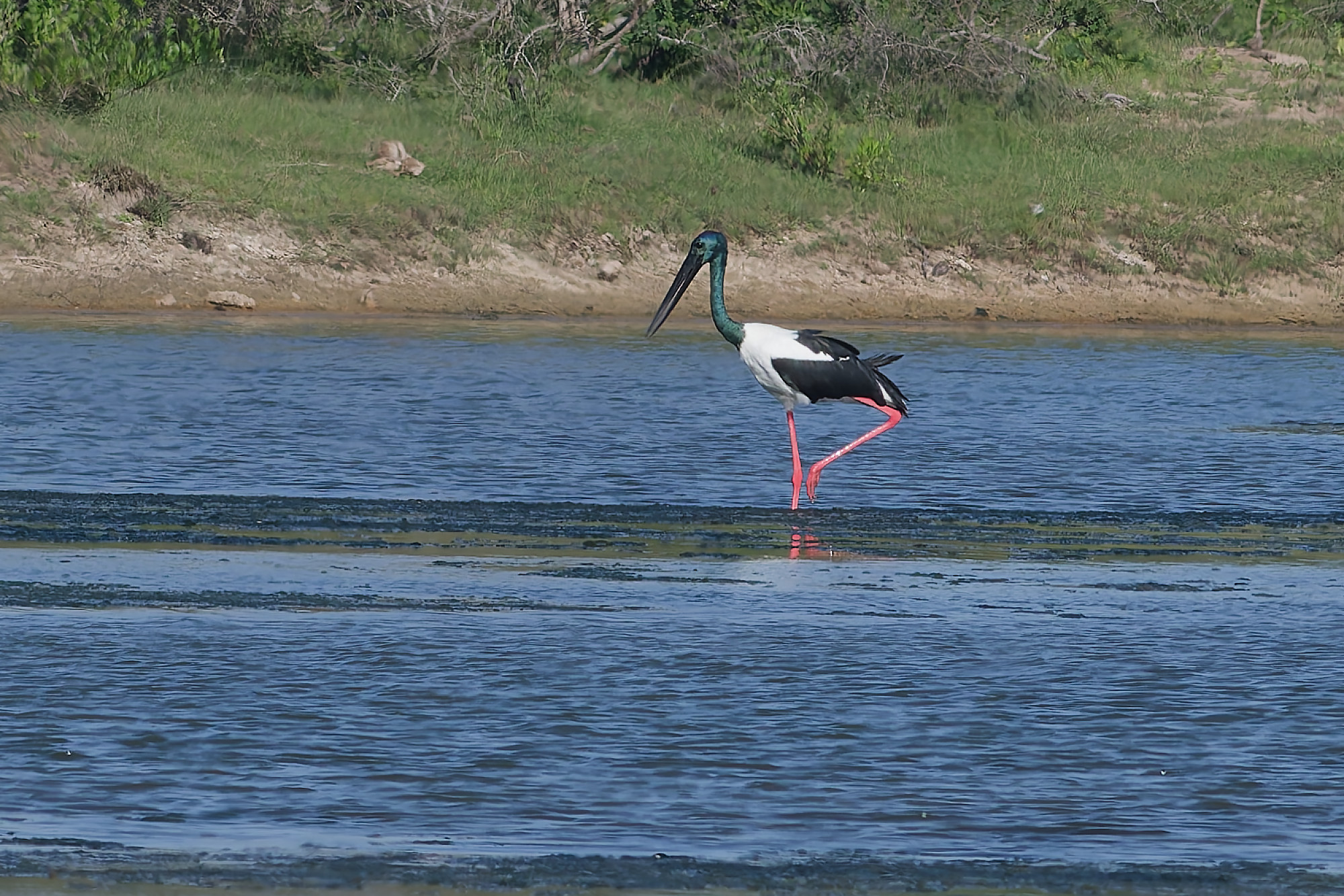 Black-necked stork (Ephippiorhynchus asiaticus)